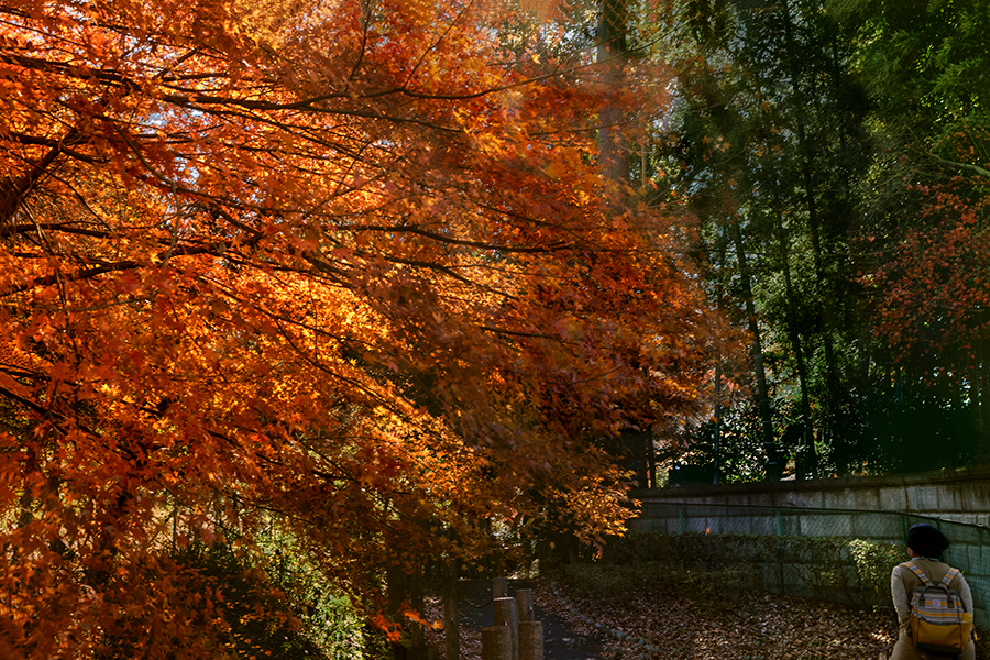 紅葉を仰ぐ人　DSC03055