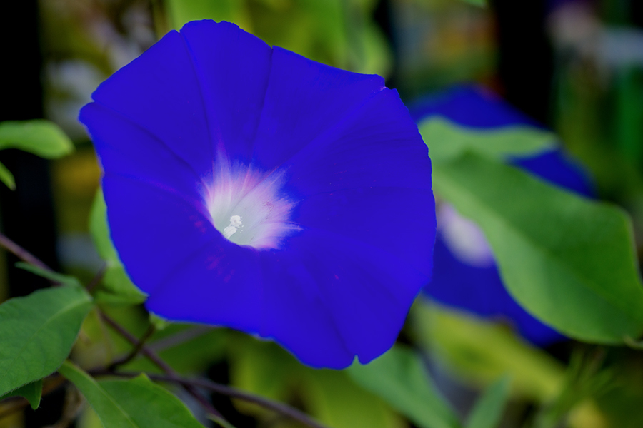 DSC09482. 朝顔