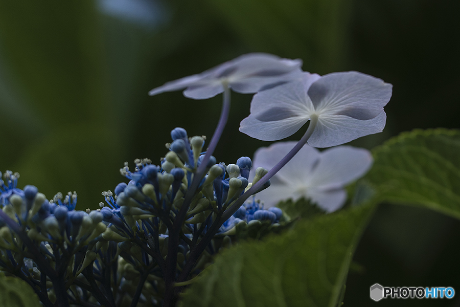 DSC07070花紋の綾