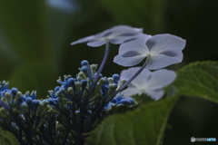 DSC07070花紋の綾
