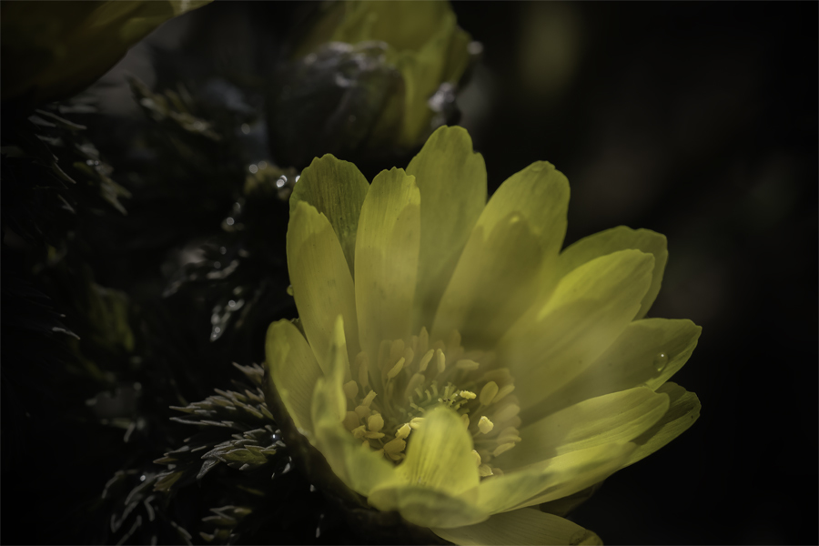 DSC03424 ほのかな光の中の福寿草