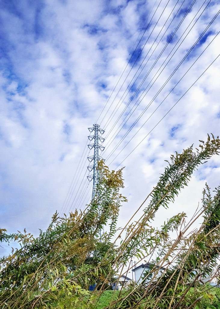 羊雲と背高泡立草  DSC04241