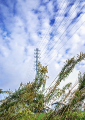 羊雲と背高泡立草  DSC04241
