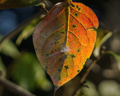 DSC00053. 小さな縄張り.　