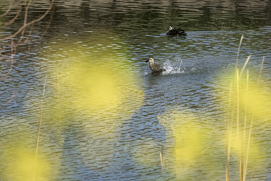 DSC02451 春の水辺