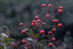 ナンテン　DSC09828