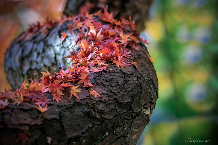 DSC04961-紅葉19番