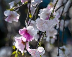 DSC02596 桃の花に朝陽