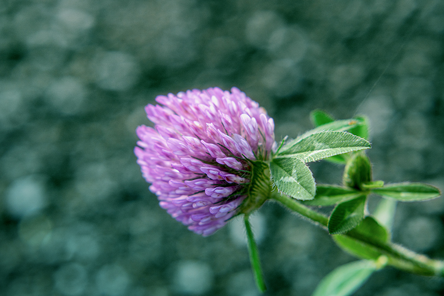 DSC09119. 野辺の野草