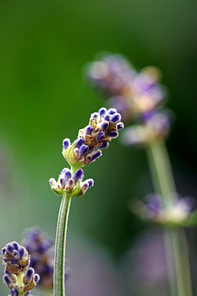 パープルラベンダー.