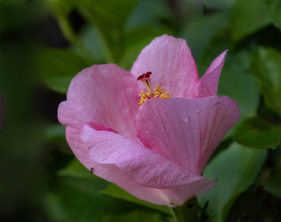 DSC07706. 夏の朝