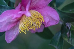 DSC09933. 花びらは揺り籠