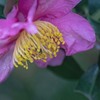DSC09933. 花びらは揺り籠