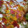 DSC03649  ナンキンハゼは華盛り
