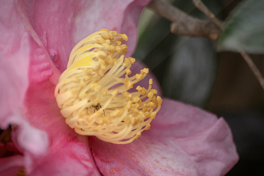 DSC09935. 花の舎(や)の主