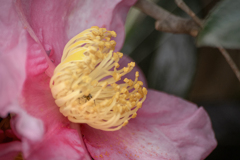DSC09935. 花の舎(や)の主