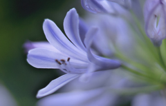 DSC01914 Desire The Victry