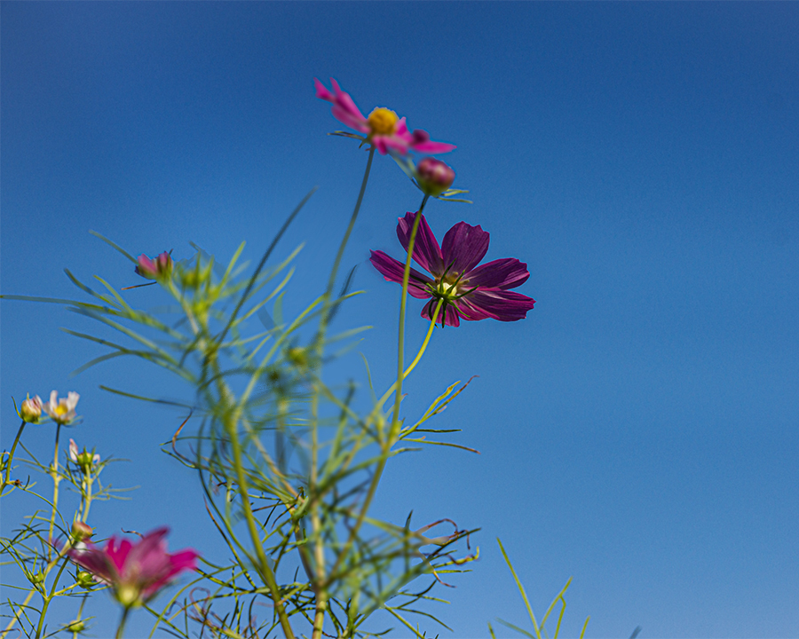 DSC08088. 宙に舞う