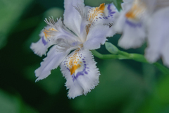 DSC01312. 卯月の華麗