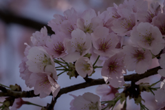 安行桜満開です　