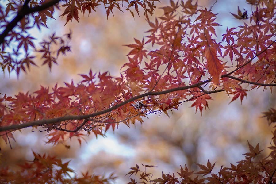 DSC05627 さよならの紅葉-2