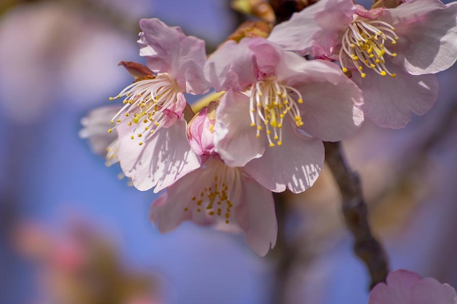 DSC07522. 河津桜爛漫