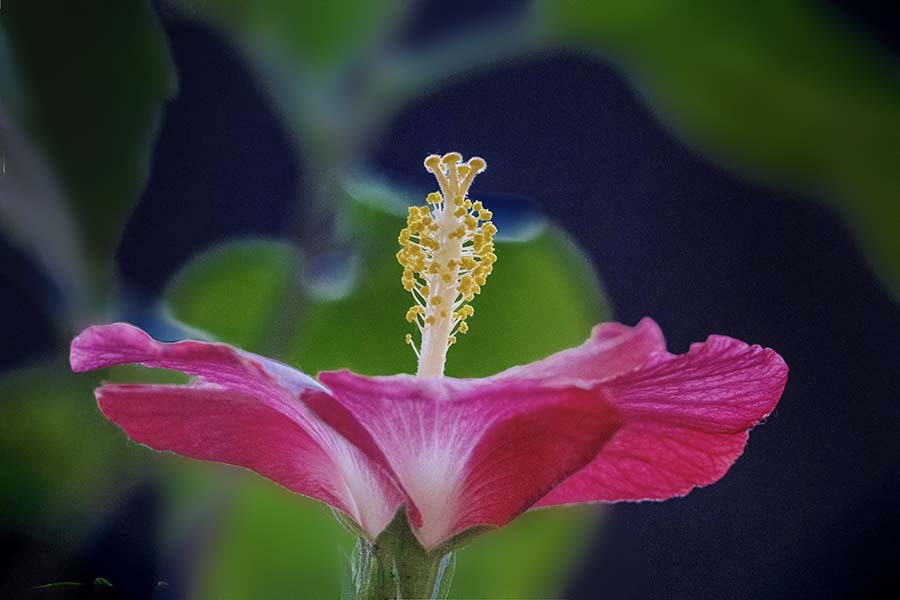 冬のハイビスカス.   DSC06768.