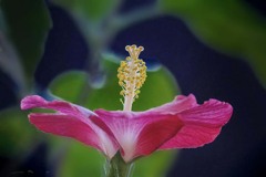 冬のハイビスカス.   DSC06768.