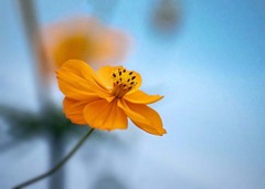 コスモスの思い出  DSC03607