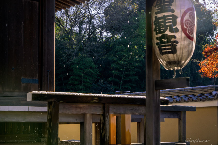 DSC04915-紅葉22番