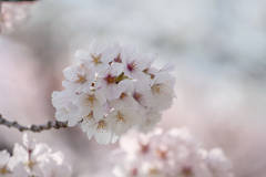 DSC05407. A. 桜の愛しき日々