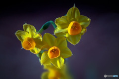 DSC06082-伊豆の水仙-2