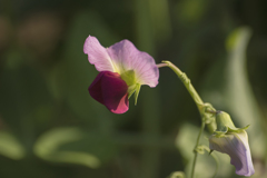 さやえんどうの花-3