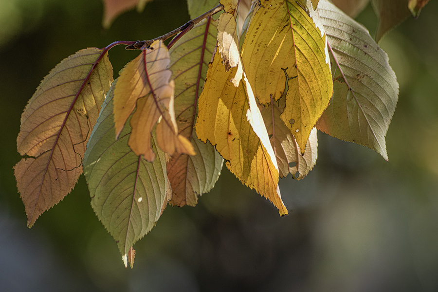 DSC09132. 語らう桜葉たち