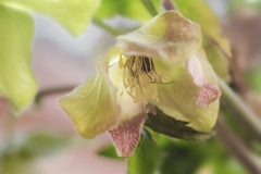 DSC04376 華やぐ花芯