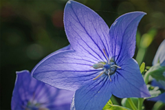 桔梗物語　朝陽がまぶしい