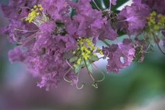 DSC01294-百日紅-15