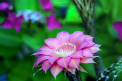 DSC02153. 晴れ姿