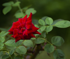 夏の朝の赤い薔薇