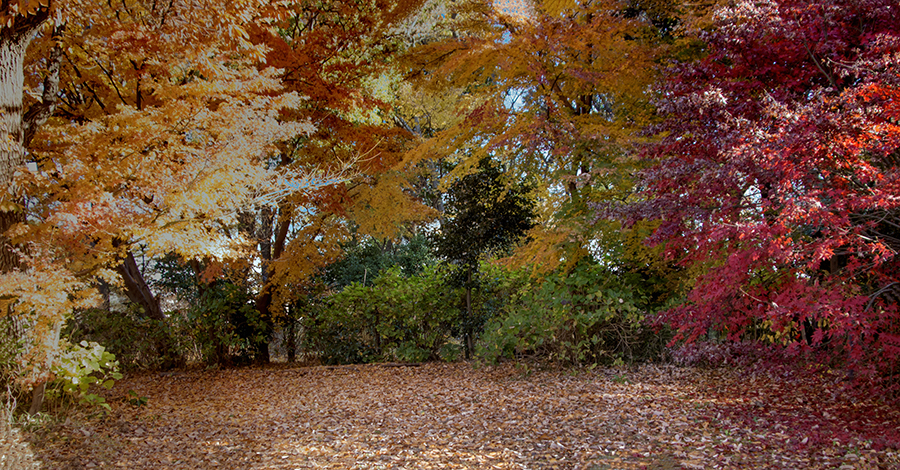 杜を彷徨う　DSC01105