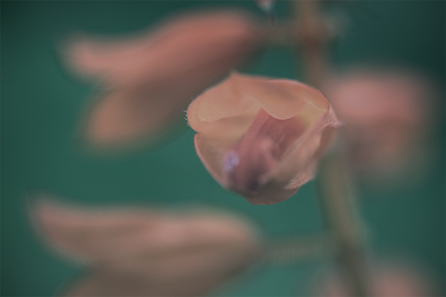 DSC01552  物思いのサルビア一輪