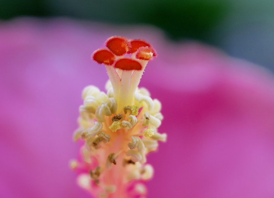 DSC07687. 夏の蕊たち