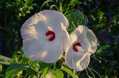 芙蓉は朝日の中