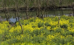 DSC00544 春の小川