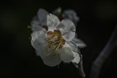 DSC03512 夢みる梅の花