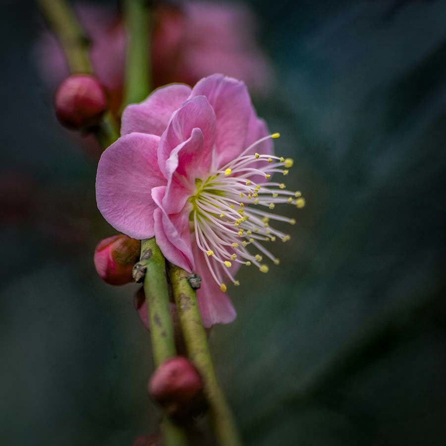 DSC00210 艶やか小町