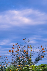 DSC02734-とうとう、やっと秋空です