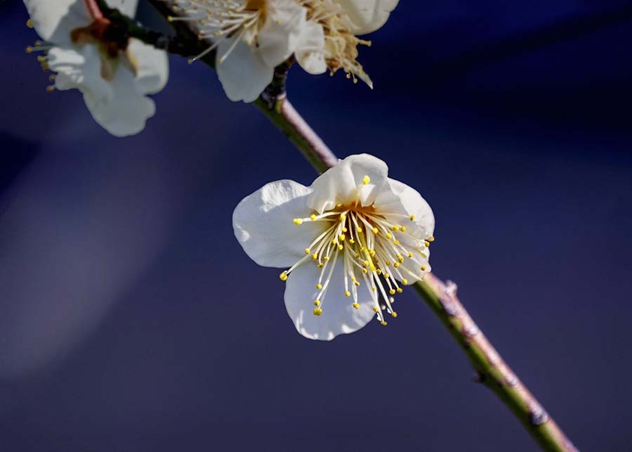 床しい白梅　DSC02602