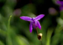 DSC09111. 草のステージに立つ紫蘭