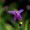 DSC09111. 草のステージに立つ紫蘭